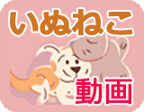 いぬねこ動画